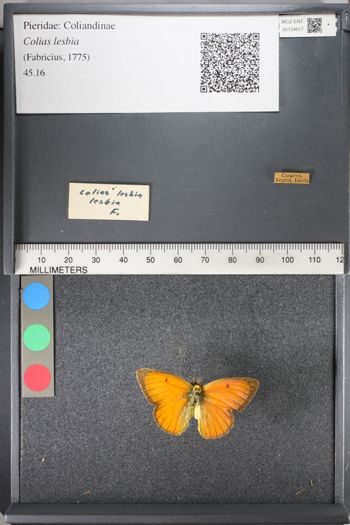 Media type: image;   Entomology 124617